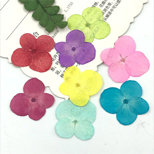 小号绣球干花压花押花 真树叶幼儿园手工书签diy植物标本脸部装饰