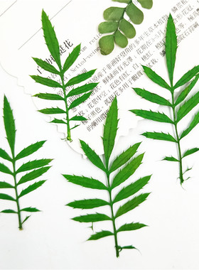 植物标本树叶标本树叶