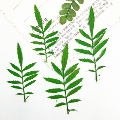 植物标本树叶标本树叶