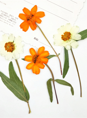 带枝百日菊 干花押花儿童手工书签滴胶手机壳植物标本花事未了