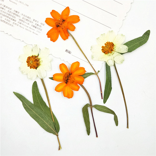 干花天然植物儿童手工节日礼品