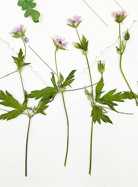 植物标本植物标本干花