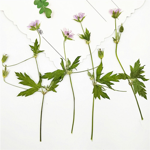 植物标本植物标本干花