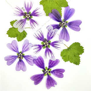 押花贴脸装 干花压花 饰植物标本幼儿园手工书签绢扇diy 蜀葵 锦葵