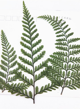 狼尾蕨叶片植物标本滴胶材料干花