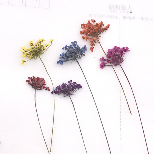 干花材料植物标本压花