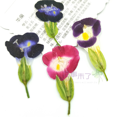 夏堇真花押花儿童书签教学