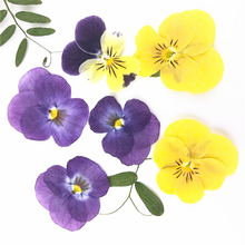 香堇 角堇 三色堇 干花押花压花材 植物标本 滴胶干花手机壳