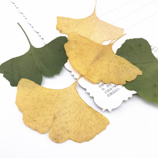 银杏叶 押花压花干花 天然干花手机壳 植物教学标本 10片装