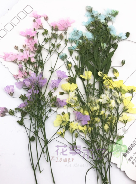 葭草 真花干花押花压花 滴胶手机壳香薰蜡片蜡烛植物标本花事未了