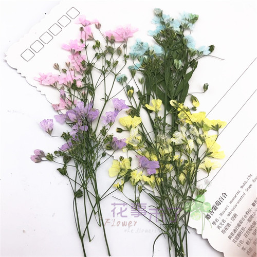 滴胶手机壳蜡片植物标本未了干花