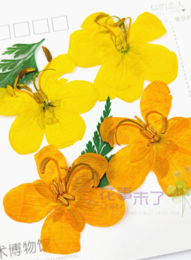 决明子干花押花植物标本压花