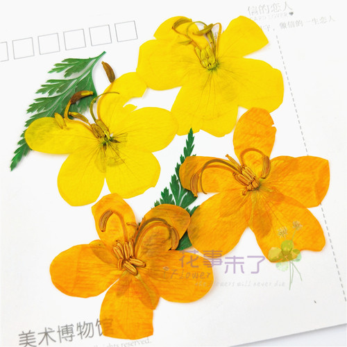 决明子干花押花植物标本压花