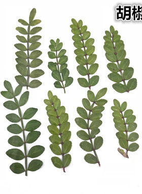 植物标本植物标本树叶