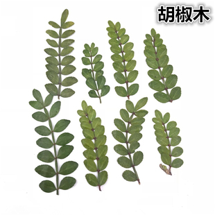 胡椒木叶植物标本真花押花压花幼儿园手工材料diy滴胶干花手机壳
