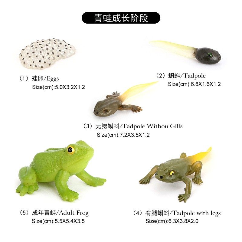 儿童认知玩具仿真动物模型青蛙蝌蚪生长摆件成长周期生长过程礼品