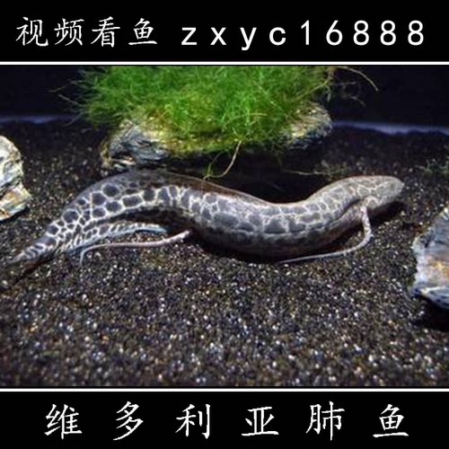 古代鱼价格 古代鱼图片 星期三