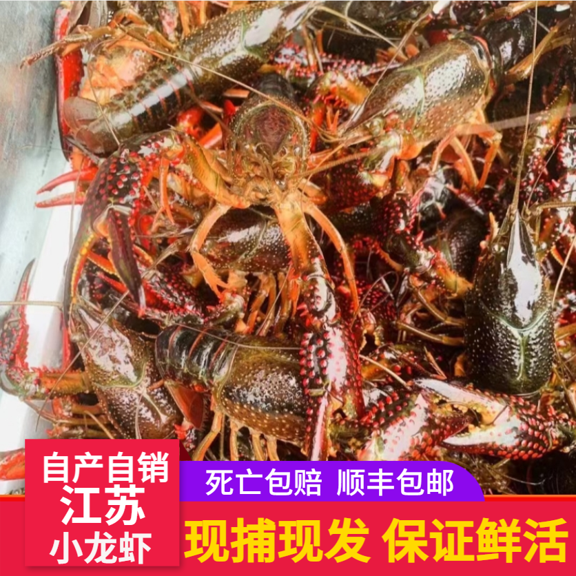 鲜活小龙虾789钱5斤江苏特大青红壳虾淡水虾清水水产饭店顺丰包邮