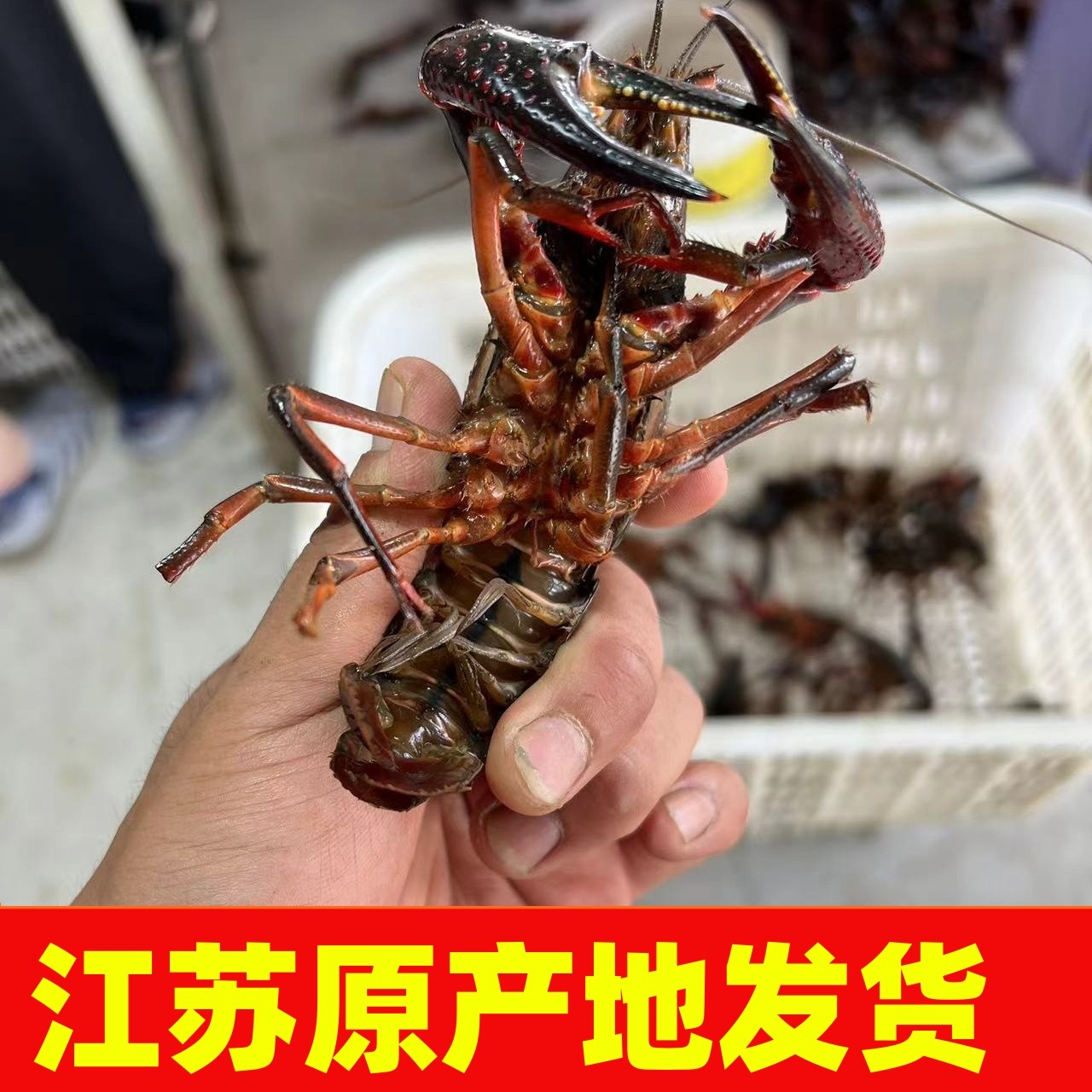 鲜活小龙虾江苏原产地自产自销需要什么规格饭店批发