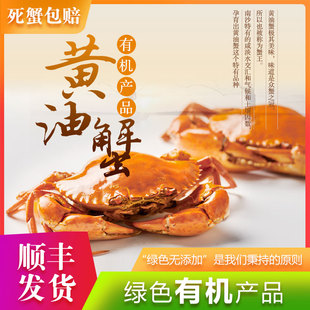 郑炳才青蟹膏油黄油蟹1只膏蟹鲜活南沙水产活螃蟹特大顺丰包邮