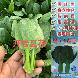 开岩夏花耐热青梗菜种子大叶面墨绿直立性好抗病强上海青蔬菜种子