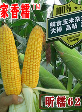 昕糯628糯玉米种子早熟粘甜传统黄糯老品种籽玉米四季春季夏种孑
