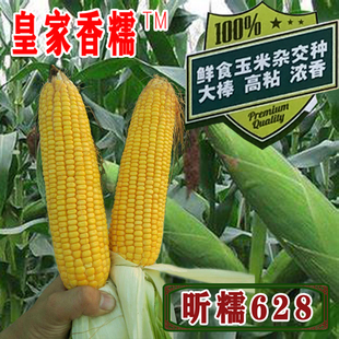 昕糯628糯玉米种子早熟粘甜传统黄糯老品种籽玉米四季春季夏种孑
