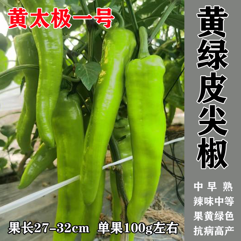 黄太极一号早熟杂交黄皮大辣椒种子大果特长羊角椒 大田基地专用