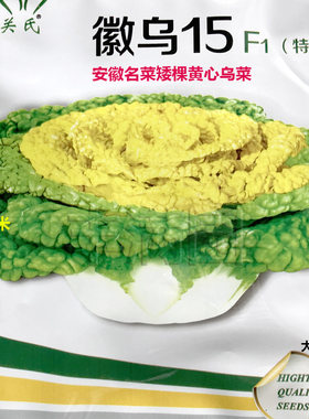 黄心秋季耐寒正宗淮南乌塌菜
