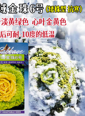 杂交黄心菜种子雪域金珠黄耐寒越冬塌地脆甜黄心乌塌菜白菜种子籽