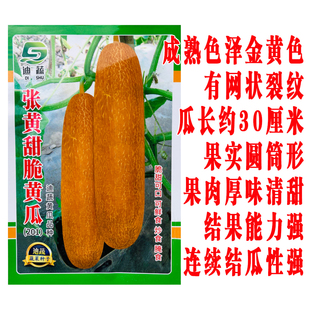 老品种黄瓜种子春秋种植老黄瓜小黄瓜大青瓜种籽张黄黄瓜蔬菜种子