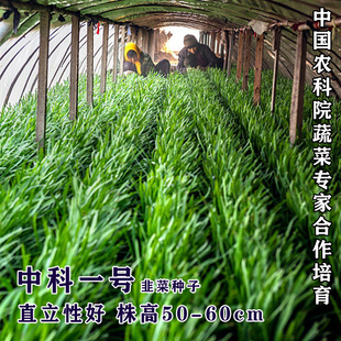 中科一号韭菜种子中科院培育抗寒不休眠四季播家庭阳台河南韭菜