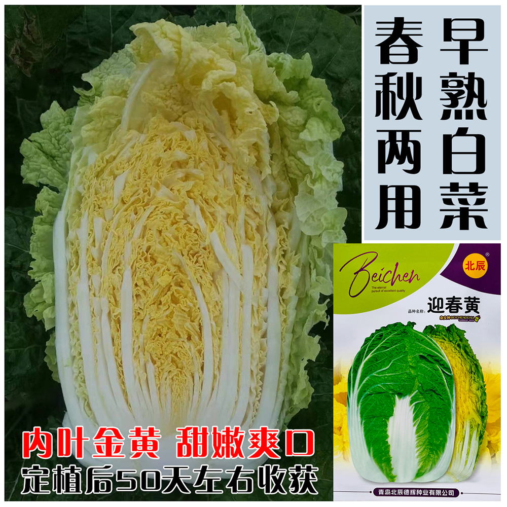 早熟50天黄芯白菜种子春秋季播种正品黄心大白菜种子娃娃菜种籽孑
