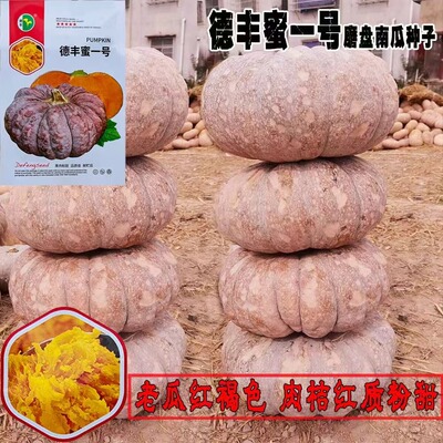 老品种南瓜种子德丰蜜一号甜糯品磨盘南瓜种子南瓜品种大圆形南瓜