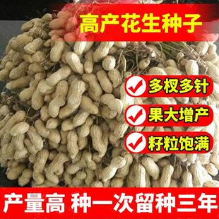 鲁花8号花生种子 高产花生种子薄皮大粒早熟高油优质新种抗病抗旱