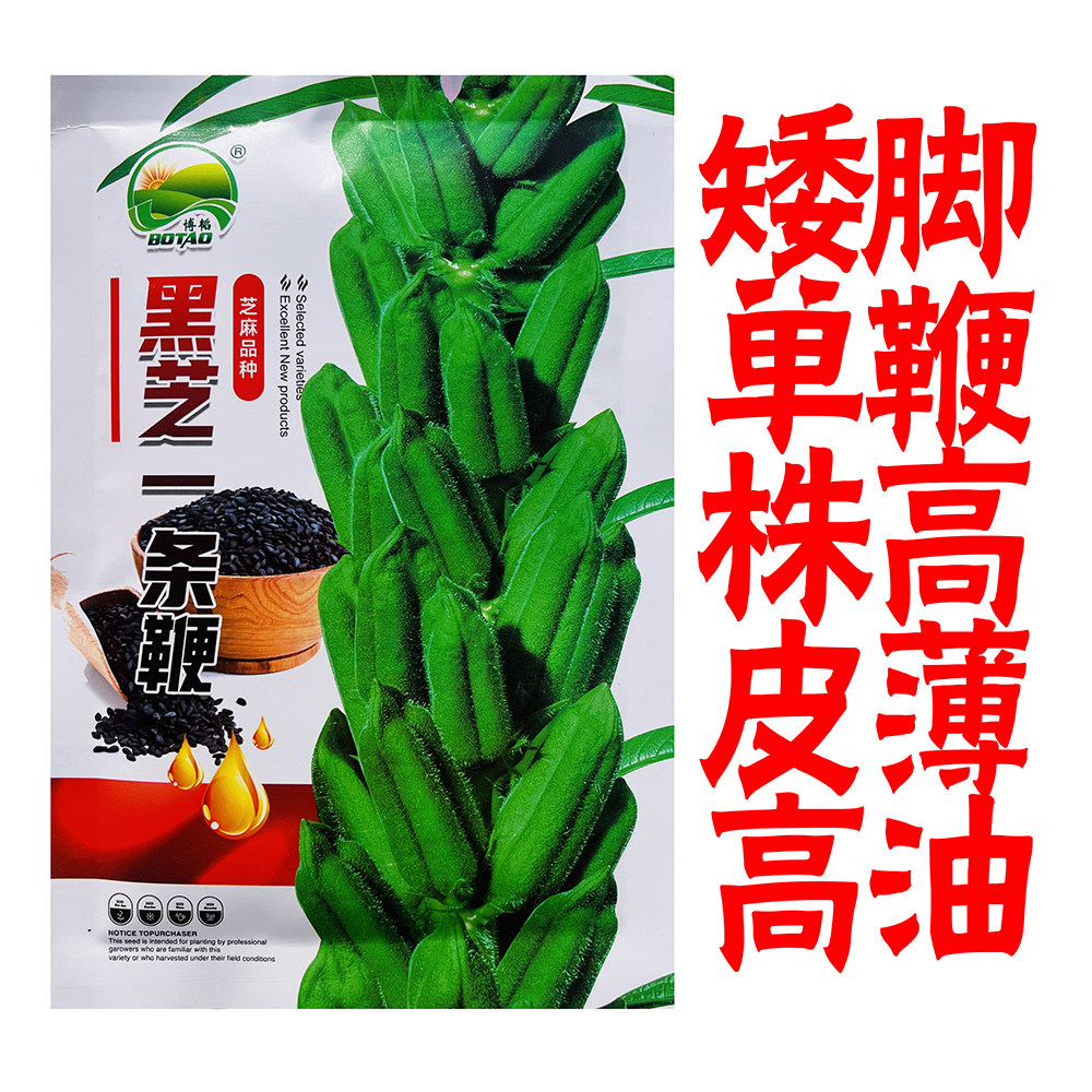 黑芝麻种子一条鞭黑芝麻种籽矮脚单鞭高产抗病皮薄含油高芝麻种孑图片