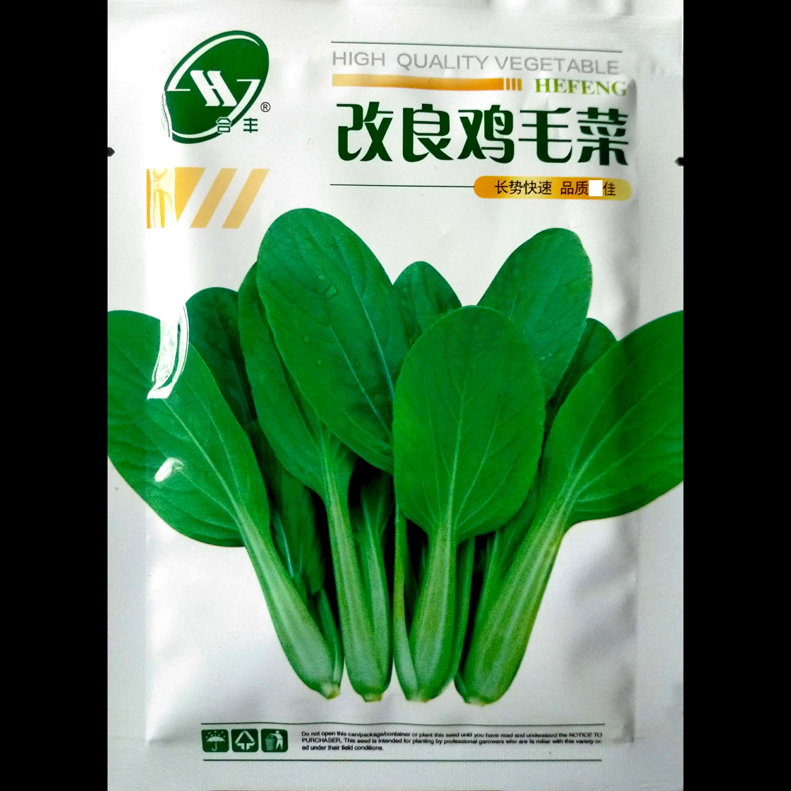 叶柄浅绿四季播种庭院包邮鸡毛菜