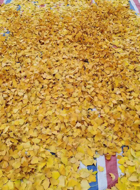 树叶落叶秋叶装饰真树叶枯叶标本干树叶天然树叶摄影道具橱窗手工