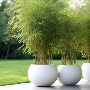 箭竹大型落地盆栽1.5米绿植物北欧ins风细竹子茶室造景客厅走廊