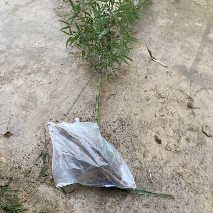 雷竹苗带土食用雷竹笋种雷竹笋竹苗雷竹种雷竹根雷竹子苗雷竹笋苗