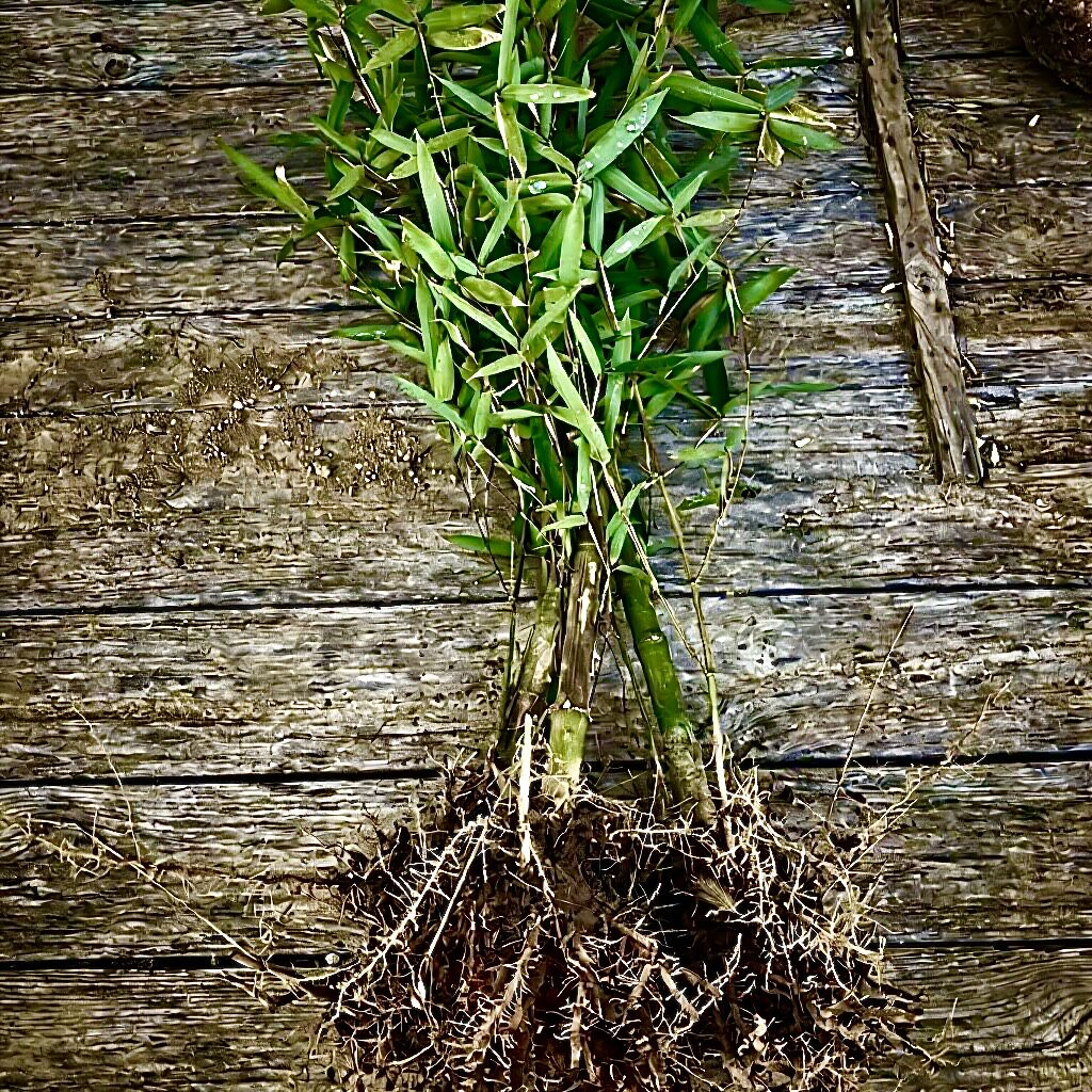 实心龙血金丝玉竹苗高密精品天然文玩大型绿植物名贵风景观赏庭院