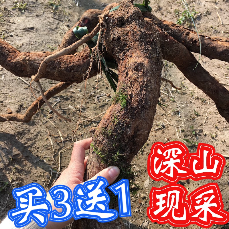 野藤梨根5斤新鲜草雄洋桃根猕猴桃根阳桃根杨桃根毛梨桃根