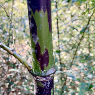 湘妃竹苗绿植名贵庭院别墅中式茶室造景观赏办公室内外客厅斑竹子