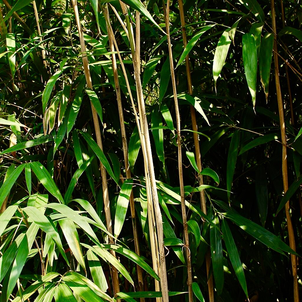 矢竹子带土50种喜阴风水观叶树苗细长型绿植护家庭院别墅四季常青