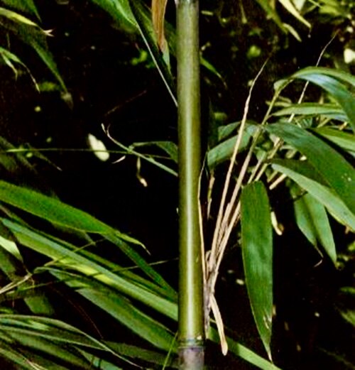 茶杆竹子带土50种喜阴风水观叶树苗大型绿植护家庭院别墅四季常青