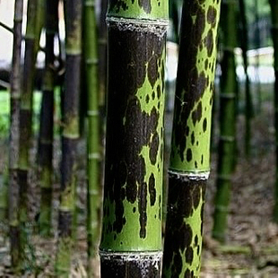 潇湘竹斑竹子苗庭院绿植名贵中式茶室造景观赏办公室内外客厅茶桌