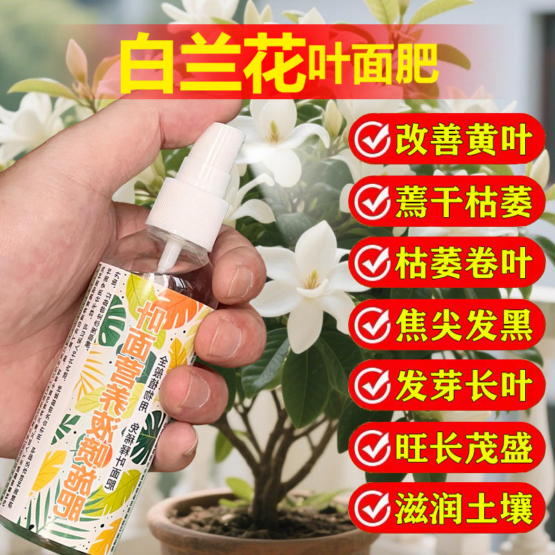 白兰花专用肥叶黑斑枯黄落叶焦尖粉病白玉黄角果兰花肥营养液虫药