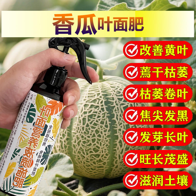 香瓜专用肥料种植甜瓜藤营养液开花保花保果结果挫果增产增收肥料