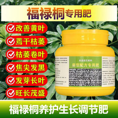 福禄桐专用肥料盆景绿植羽叶福禄桐树苗老桩专用土营养液叶面肥料
