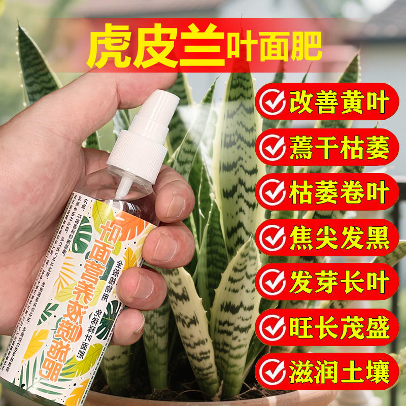 虎皮兰专用肥料盆栽绿植物金边高叶银脉长脚青叶苗营养液喷施肥料